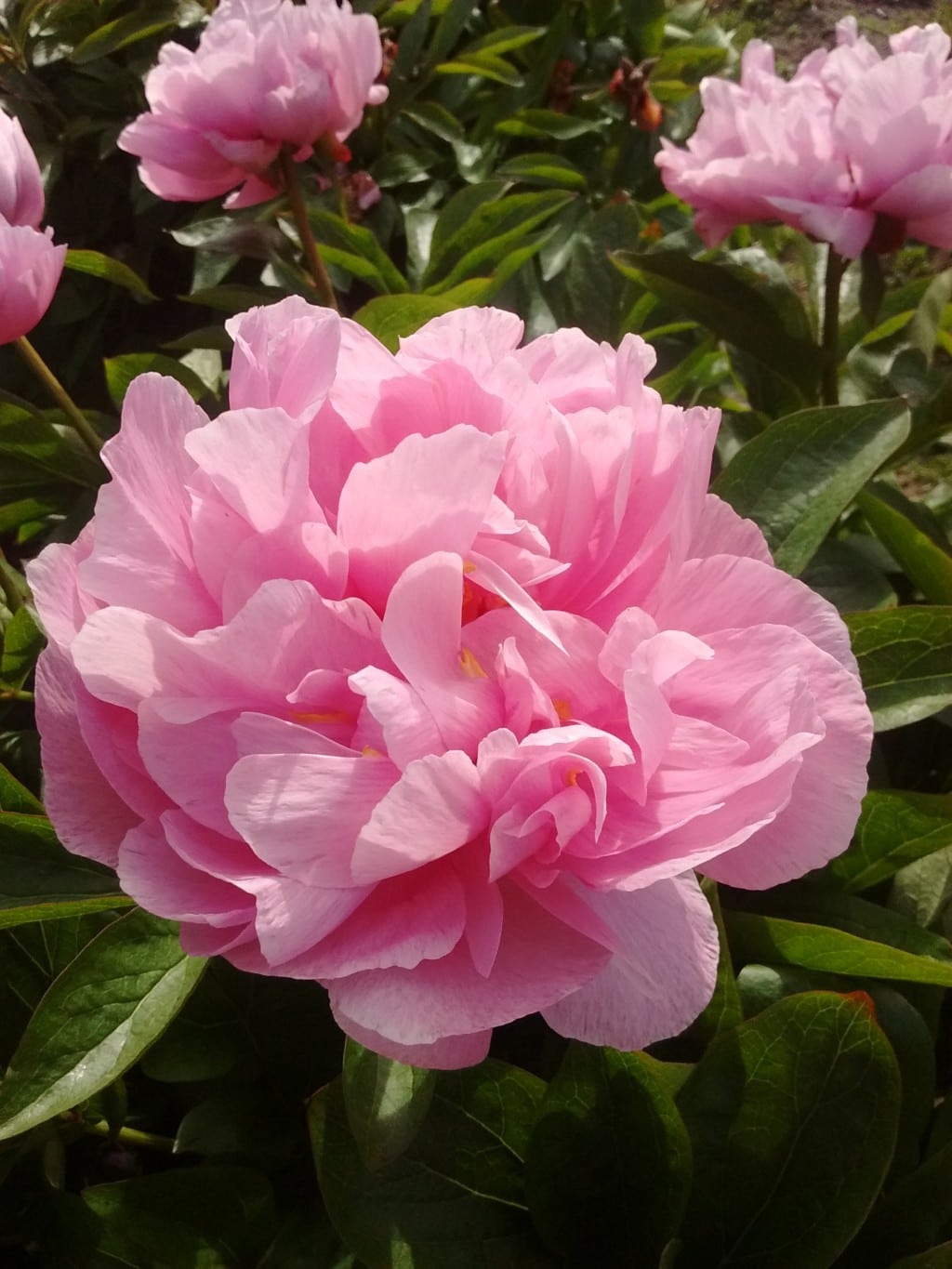 Peony Farm - Varieties