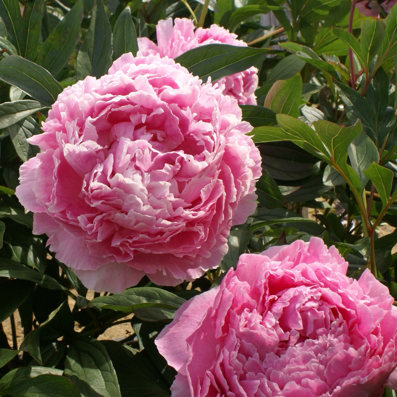 Peony Farm - Varieties